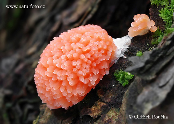 tubifera ferruginosa (Tubifera ferruginosa)